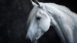 White horse close up on isolated black background