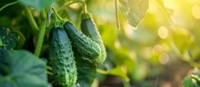 A Vine In The Garden Bears Multiple Cucumbers, A Plant Belonging To The Gourd Family, Known As A Terrestrial Vegetable.