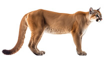 Puma Cat Cutout Isolated On White, Side View On Transparent Png Background	