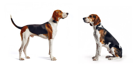 Wall Mural - Dog Treeing Walker Coonhound