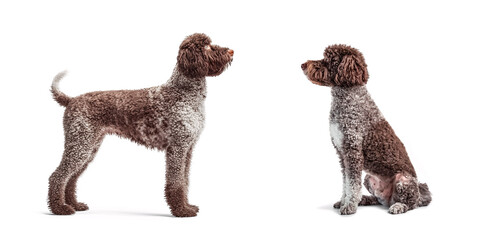 Wall Mural - Dog Spanish Water Dog