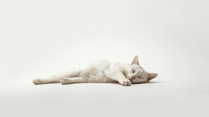 Wall Mural - Cute white cat sleeping on white background with copy space for text
