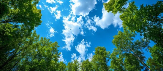 Wall Mural - Green trees under a panoramic blue sky with clouds above.