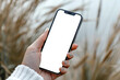 closeup Female hand holding smart phone with mockup white blank display, spikelets of wheat on a sown field in the background, Crop management