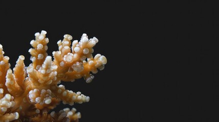 Wall Mural - Finger Coral in the solid black background