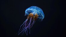 Portuguese Man O' War In The Solid Black Background