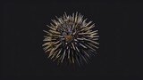 Fototapeta Dmuchawce - Sea Urchin in the solid black background