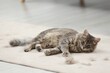 Leinwandbild Motiv Cute cat and pet hair on carpet indoors