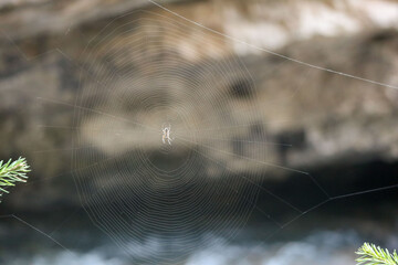 spider web with dew drops