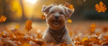 A Pup In A Foliage-themed Scarf Amidst Fall Leaves, Captured In A Sensory Manner With A Blurred, Warm-hued Backdrop