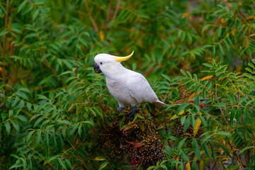 Cockatoo parrot sitting on a green tree branch in Australia. Big white and yellow cockatoo with nature green background