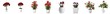 4 kinds of Red Flowers Tree in white ceramic pots, isolated on transparent background.