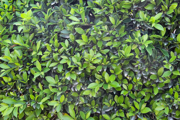 Wall Mural - Green leaf wall with light and dark texture natural patterns on background