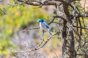 A Mexican Jay perches in a tree in the Chisos Basin of Big Bend National Park, in Southwest Texas.