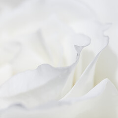 Wall Mural - Abstract floral background, white rose flower petals