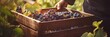 Male hands sorting grapes in wooden box