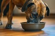 Hungry dog boxer on home interior background