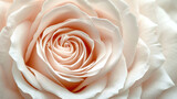 Fototapeta Storczyk - Close-up of a pale pink rose.