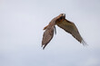 Bird of prey in flight with wings pushing down