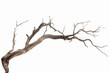 © Riz - Dead tree isolated on white background, Dead branches of a tree.Dry tree branch
