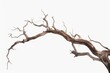 © Riz - Dead tree isolated on white background, Dead branches of a tree.Dry tree branch