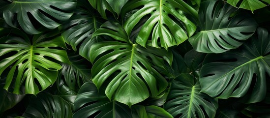 Poster - A terrestrial plant with lush green leaves, possibly a groundcover or shrub, showcasing its tropical beauty up close.