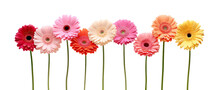 Colorful Array Of Gerbera Daisies, Cut Out