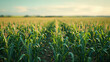 Verdant Cornfield Under Open Skies, vast cornfield stretches into the horizon, symbolizing growth and agriculture under the expansive sky of the rural landscape