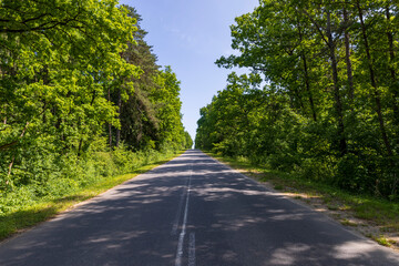 Wall Mural - paved road with trees in the forest in sunny weather