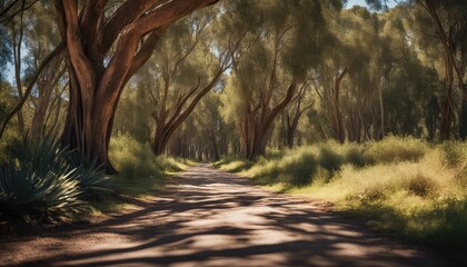 Wall Mural - treelined pathway, eucalyptus grove, wedding backdrop, maternity backdrop, photography backdrop, pathway, 