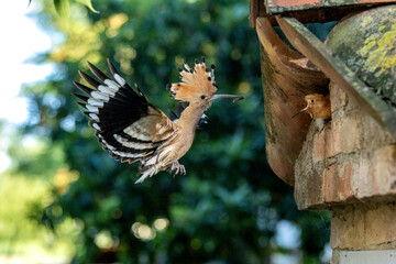 Wall Mural - hoopoe colorful migratory bird Italy