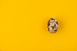 One quail egg on a yellow background