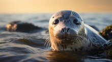 Grey Seal On Scottish Coast With Sparling Eyes Watching Everything