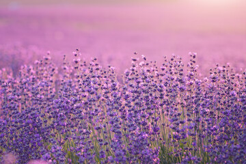 Canvas Print - Bush of lavender frower at sunset.