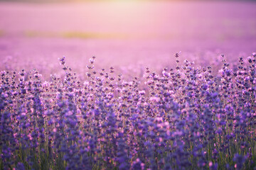 Canvas Print - Bush of lavender frower at sunset.