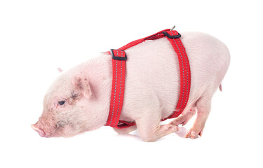 Wall Mural - miniature pig in studio