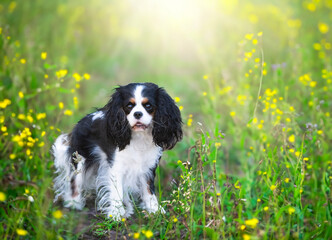 Canvas Print - cavalier king charles