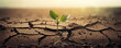 © TPS Studio - A resilient small plant emerges from cracked soil, embodying the essence of life's endurance. Despite adversity, it symbolizes hope and growth
