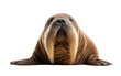 Stylish Walrus Mustache Elegance Isolated on Transparent Background PNG.