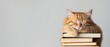 © AIExplosion - Cute cat sleeping on top of a pile of books.
