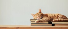 Cute Cat Sleeping On Top Of A Pile Of Books.