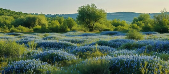 Poster - A beautiful natural landscape with a field of blue flowers, trees, and grass against a backdrop of the sky. The horizon and wind add to the artistic charm of this picturesque scene.