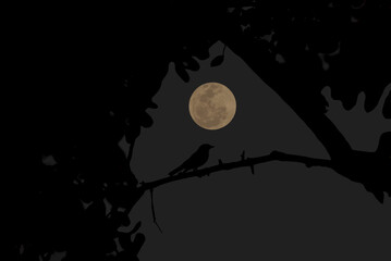 Wall Mural - full moon with bird silhouette on tree branch at night.