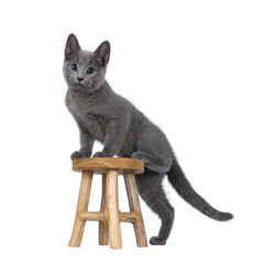 Wall Mural - well typed russian blue cat kitten, stepping on little wooden stool. looking to camera with green ey