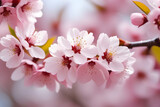 Fototapeta Kwiaty - cherry pink blossom. 