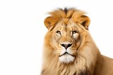 Fototapeta Na sufit - A close-up view of a lion on a white background. Ideal for wildlife enthusiasts or educational materials