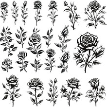 Set Of Black And White Rose Leaf Botanical Element Illustration Isolated Floral Flower Nature Vector Drawing Set Vintage Bud Decoration Beautiful Blossom