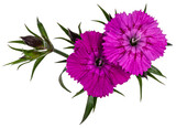 Branch with two pink Dianthus aka carnation flowers. Top view cutout on transparent background.