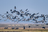 Fototapeta  - white headed cranes flying in groups