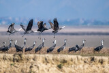 Fototapeta  - close up of the hooded crane standing and flying